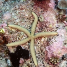 Sea star (Linckia laevigata).