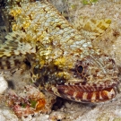 A distinctive feature of the Slender Lizardfish (Saurida gracilis) is the lined pattern along the jaws which displays the teeth even when the mouth is closed.