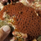 Small colony of Blastomussa merletti coral (with finger for scale) looking like a cluster of zoanthids. This was a new genus of corals not seen before on the Global Reef Expedition.