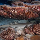 Small Tawny Nurse Shark (Nebrius ferrugineus) resting under an overhang.