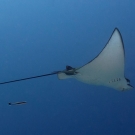 A Spotted Eagle Ray (Aetobatus narinari) is pursued by a small remora.