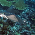 A relatively unspotted form of the Spotted Eagle Ray (likely Aetobatus narinari).