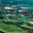 Striped Large-eye Bream (Gnathodentex aureolineatus).