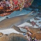 Tawny Nurse Shark (Nebrius ferrugineus) resting in a sand channel.