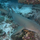 Tawny Nurse Shark (Nebrius ferrugineus).