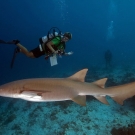 Curious Tawny Nurse Shark (Nebrius ferrugineus) swims by several scientists and gives Anderson Mayfield a close pass.