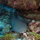 Pair of Tawny Nurse Sharks (Nebrius ferrugineus) getting cozy under an overhang.