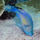 Large parrotfishes like this terminal phase Redlip Parrotfish (Scarus rubroviolaceus) can often be heard scraping dead sections of the reef to feed upon the turf algae and cyanobacteria growing there. 