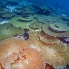 The backside of a reef flanked by a high current pass was home to an extended collection of large table acroporids each several meters in diameter.