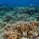 The largest expanse of Blue Coral (Heliopora coerulea) that any of the scientists had ever seen.