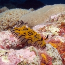 The tiny Willey\'s Halgerda nudibranch (Halgerda willeyi) are regularly seen in the Chagos Archipelago.