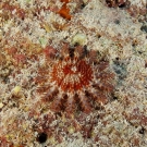 Tiny juvenile Crown-ot-thorns Sea Star (Acanthaster planci).