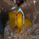 Two-band Anemonefish (Amphiprion bicinctus) caught for a split second staring at its reflection in the camera\'s dome port.