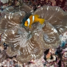 Two-band Anemonefish (Amphiprion bicinctus) in an Adhesive Anemone (Cryptodendrum adhaesivum).