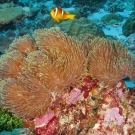 Two-band Anemonefish (Amphiprion bicinctus) swims among the various anemones in this cluster.