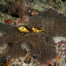 Two-banded Anemonefish (Amphiprion bicinctus) found only in the Red Sea and Chagos Archipelago.