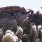 Two blue knee hermit crabs (Dardanus guttatus) perch atop a Pocillopora colony.