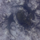 Two large tawny nurse sharks (Nebrius ferrugineus) seek refuge under a small Porites lobata.