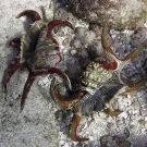 Two scorpion spider conchs (Lambis scorpius).