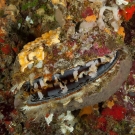 Variable Thorny Oyster (Spondylus varians) which like to attach to ledge overhangs, have a colorful mantle lined with hundreds of eye spots and a shell often overgrown with other organisms.