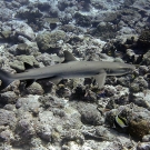 White tip reef shark (Triaenodon obesus).