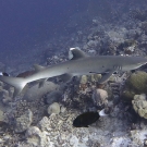 White tip reef shark (Triaenodon obesus).