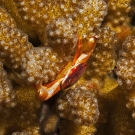 Yellow Dot Guard Crab (Trapezia lutea) in branching Pocillopora coral exposing a clutch of eggs under her abdominal flap.