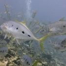 Yellow-dotted trevally (Carangoides fulvoguttatus).