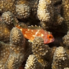 Yellow-spotted Scorpionfish (Sebastapistes cyanostigma) hiding among the branches of a Pocillopora coral.