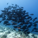 School of Yellowmask Surgeonfish (Acanthurus mata) schools above a sloping drop-off.