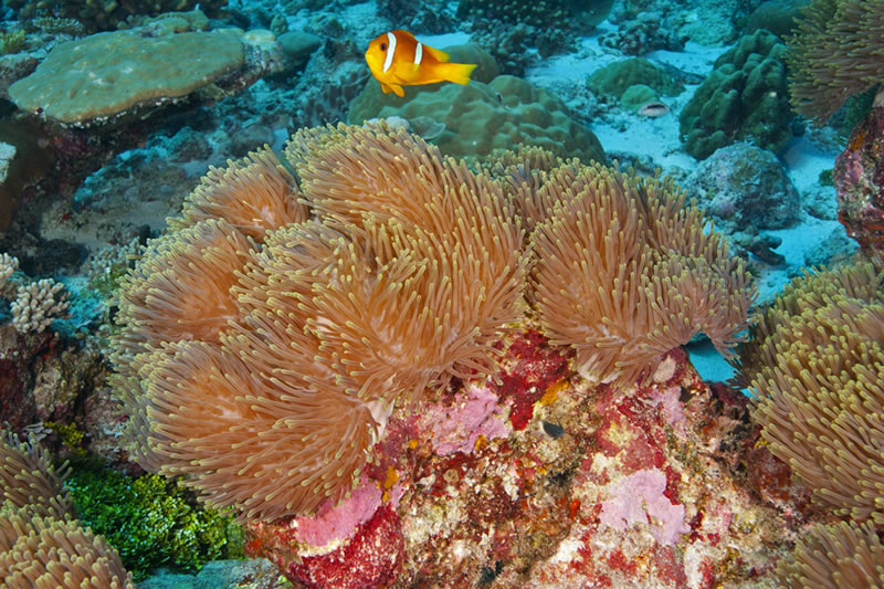 Two-band Anemonefish (Amphiprion bicinctus) swims among the various anemones in this cluster.