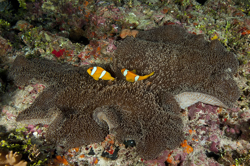 Two-banded Anemonefish (Amphiprion bicinctus) found only in the Red Sea and Chagos Archipelago.