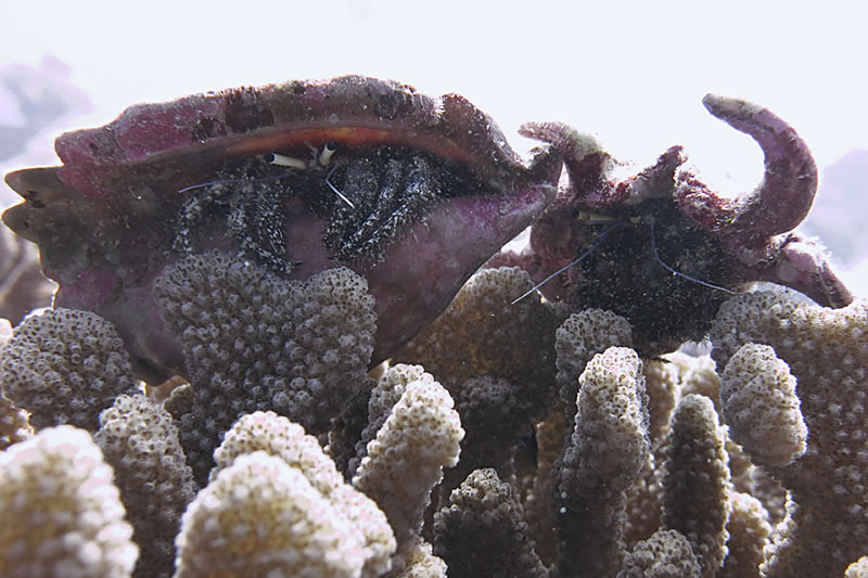 Two blue knee hermit crabs (Dardanus guttatus) perch atop a Pocillopora colony.