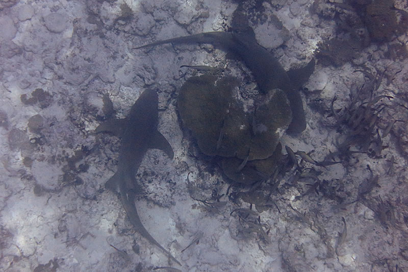 Two large tawny nurse sharks (Nebrius ferrugineus) seek refuge under a small Porites lobata.