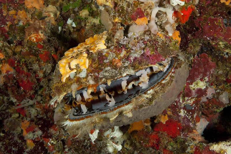 Variable Thorny Oyster (Spondylus varians) which like to attach to ledge overhangs, have a colorful mantle lined with hundreds of eye spots and a shell often overgrown with other organisms.
