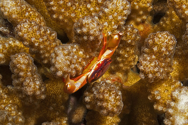 Yellow Dot Guard Crab (Trapezia lutea) in branching Pocillopora coral exposing a clutch of eggs under her abdominal flap.