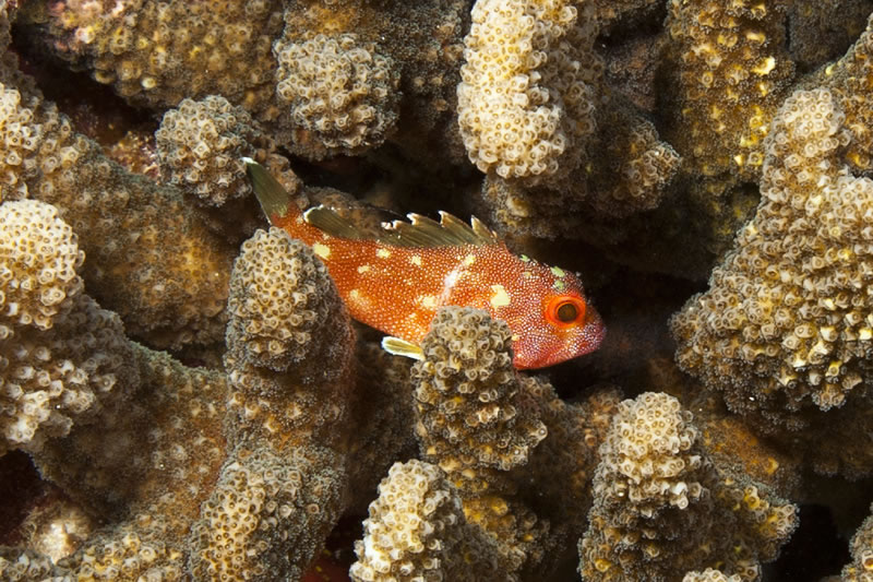 Yellow-spotted Scorpionfish (Sebastapistes cyanostigma) hiding among the branches of a Pocillopora coral.