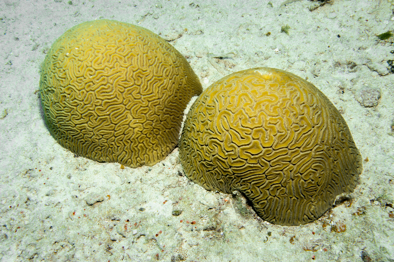 Grooved Brain Coral