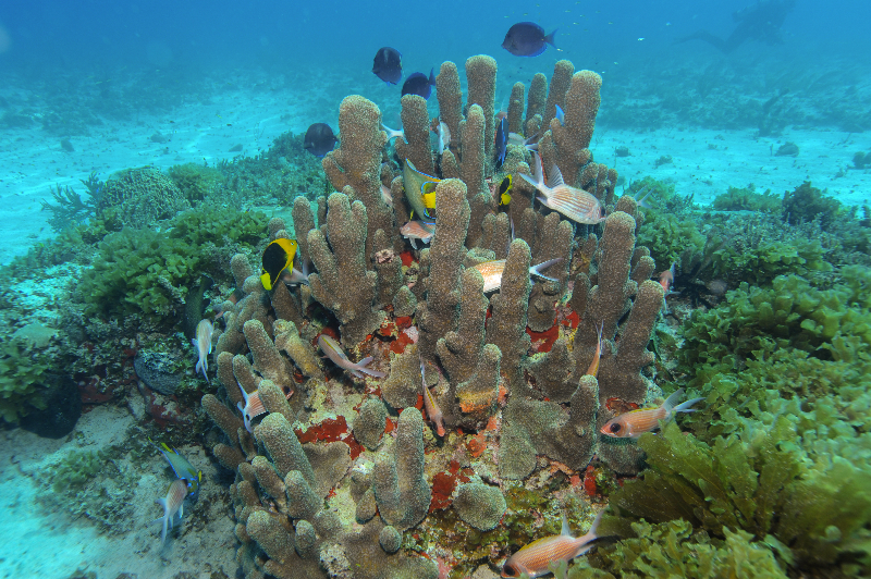 Many types of fish swim through a pillar coral.