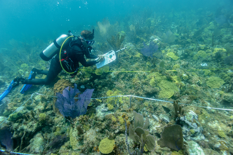 Dr. Andrew Buckner conducts a survey of the reef.