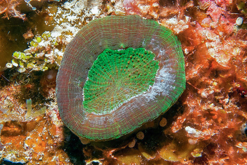 Artichoke Coral
