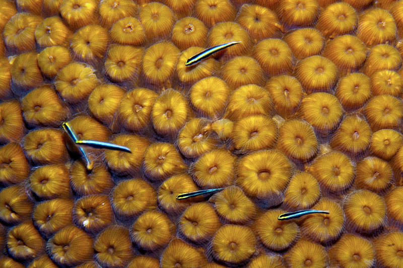 Great Star Coral with Cleaning Gobies