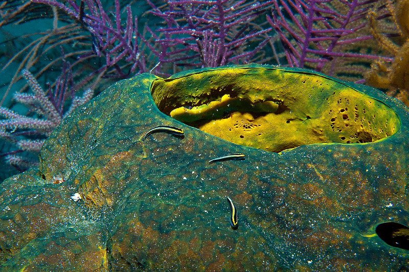 Barrel Sponge with Cleaning Goby.