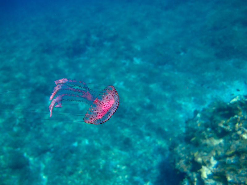 Warty Jellyfish