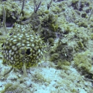 Web Burrfish