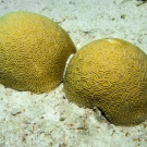 Grooved Brain Coral