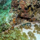 Caribbean Spiny Lobster