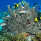 Many types of fish swim through a pillar coral.