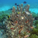 Many types of fish swim through a pillar coral.