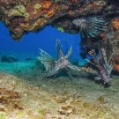 Common Lionfish